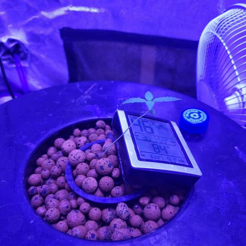 Chocolope  growlog timeline photo