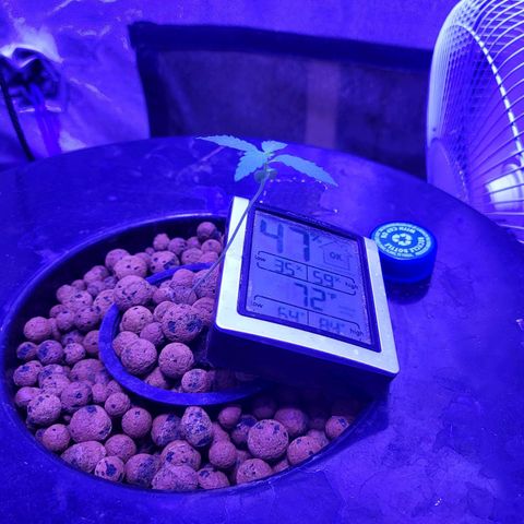 Chocolope  growlog timeline photo