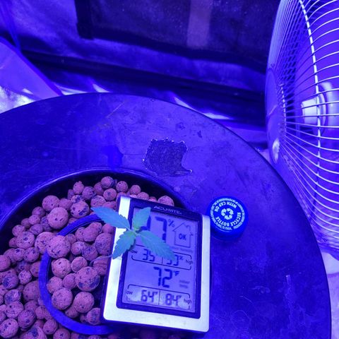 Chocolope  growlog timeline photo