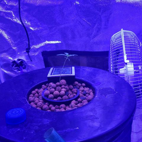 Chocolope  growlog timeline photo