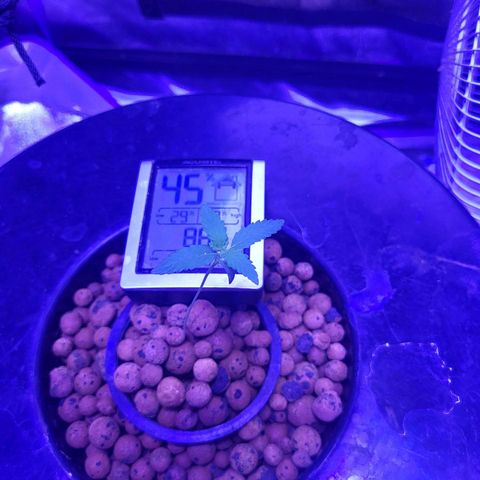 Chocolope  growlog timeline photo