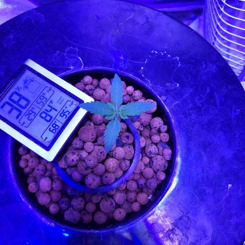 Chocolope  growlog timeline photo