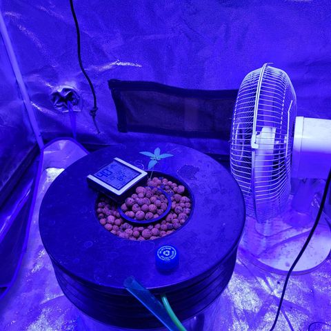 Chocolope  growlog timeline photo