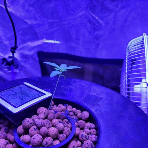 Chocolope  growlog timeline photo