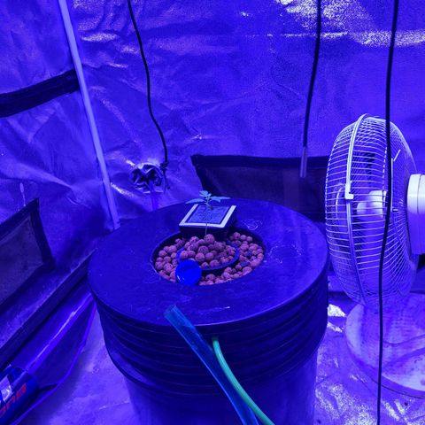Chocolope  growlog timeline photo