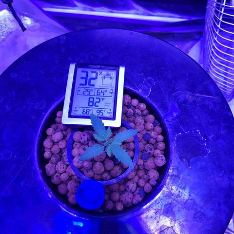 Chocolope  growlog timeline photo