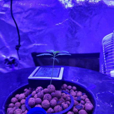 Chocolope  growlog timeline photo