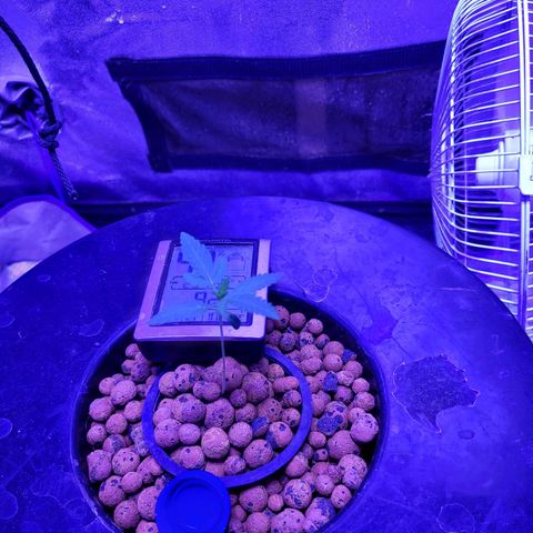 Chocolope  growlog timeline photo