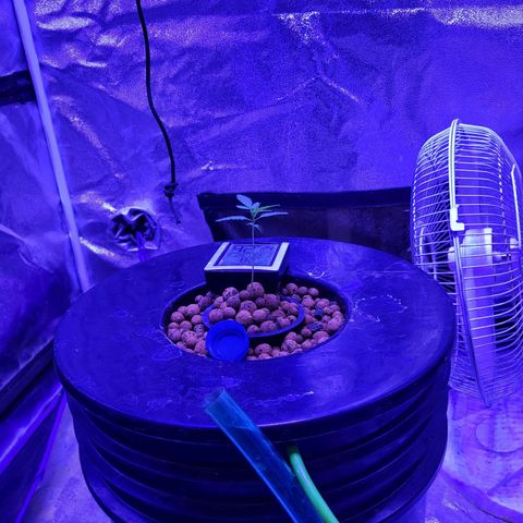Chocolope  growlog timeline photo