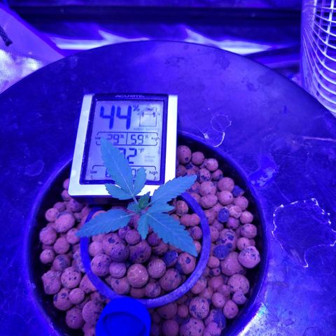 Chocolope  growlog timeline photo