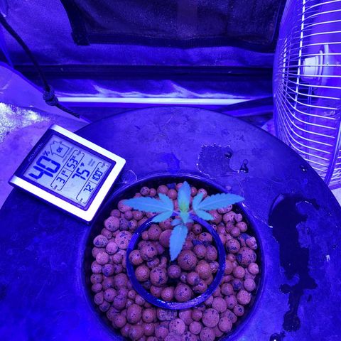 Chocolope  growlog timeline photo