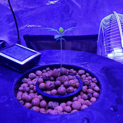 Chocolope  growlog timeline photo
