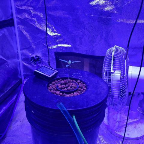 Chocolope  growlog timeline photo