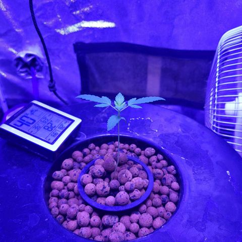 Chocolope  growlog timeline photo