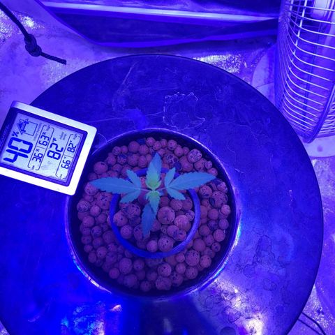 Chocolope  growlog timeline photo