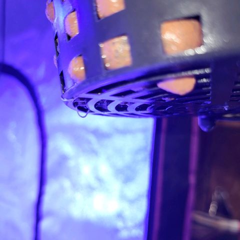 Chocolope  growlog timeline photo