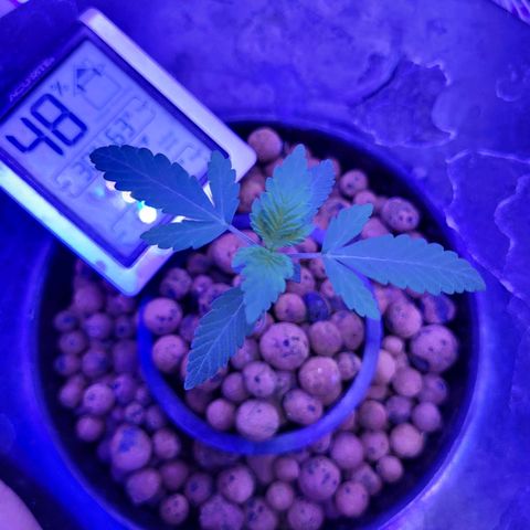 Chocolope  growlog timeline photo