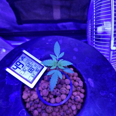 Chocolope  growlog timeline photo