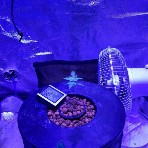 Chocolope  growlog timeline photo