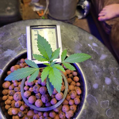 Chocolope  growlog timeline photo