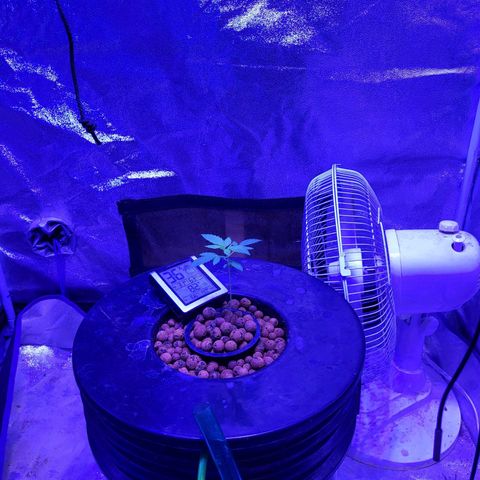 Chocolope  growlog timeline photo