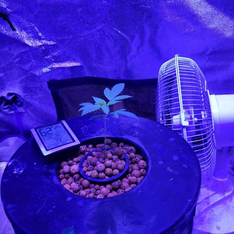 Chocolope  growlog timeline photo