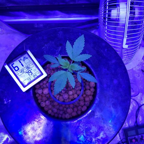 Chocolope  growlog timeline photo