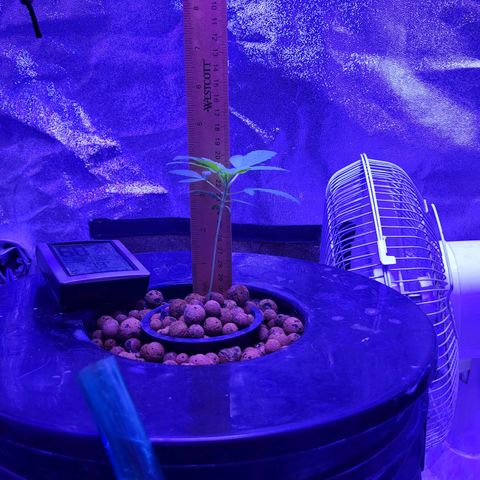Chocolope  growlog timeline photo
