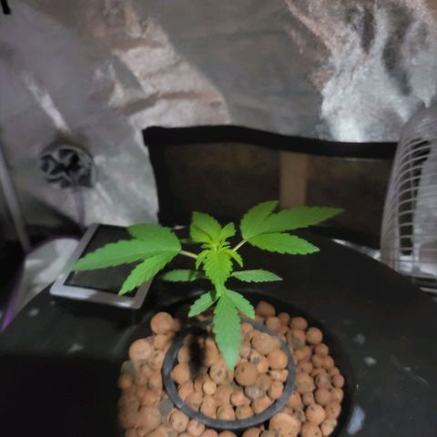 Chocolope  growlog timeline photo