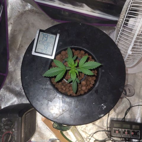 Chocolope  growlog timeline photo
