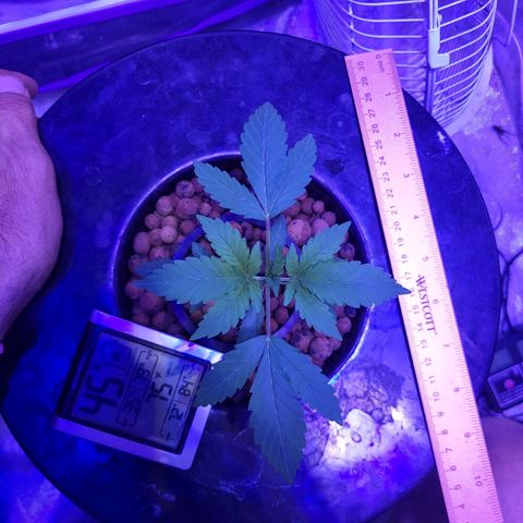 Chocolope  growlog timeline photo