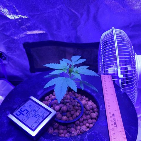 Chocolope  growlog timeline photo