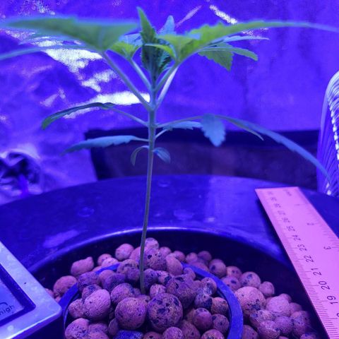 Chocolope  growlog timeline photo