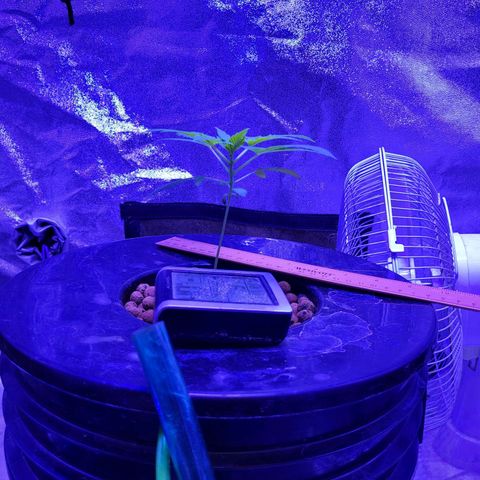 Chocolope  growlog timeline photo