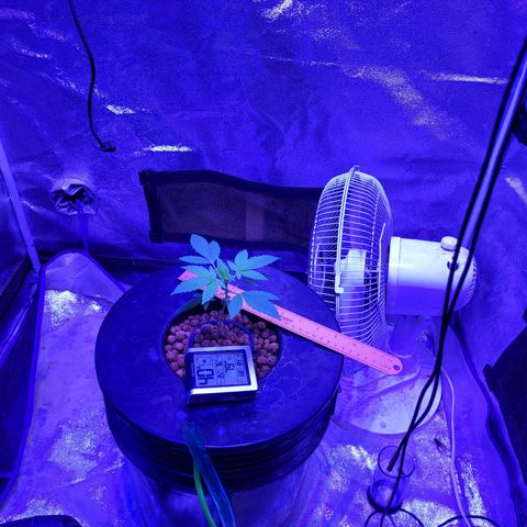 Chocolope  growlog timeline photo