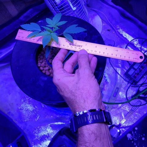 Chocolope  growlog timeline photo