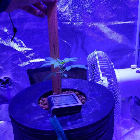 Chocolope  growlog timeline photo