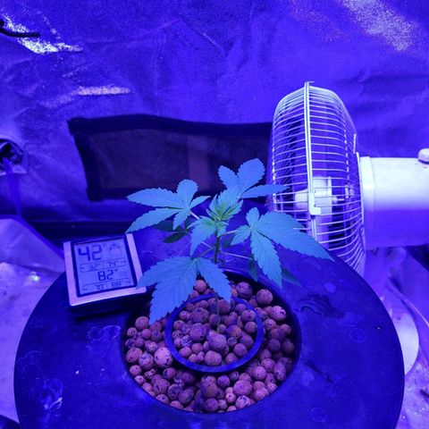 Chocolope  growlog timeline photo