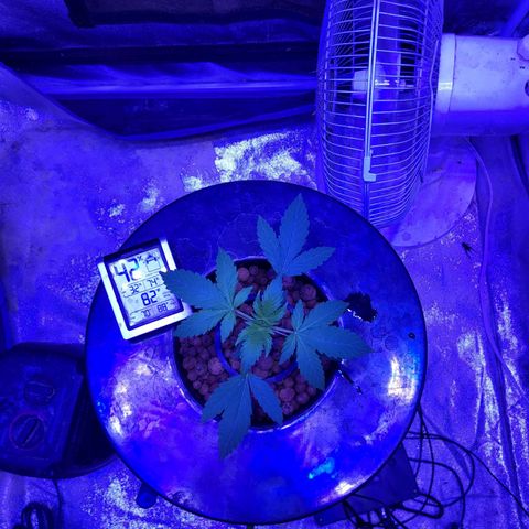 Chocolope  growlog timeline photo