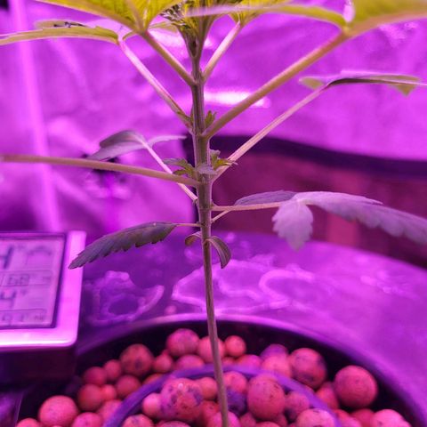 Chocolope  growlog timeline photo