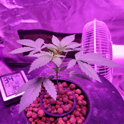 Chocolope  growlog timeline photo