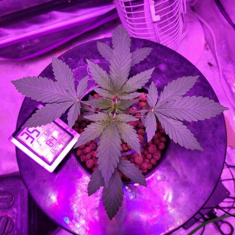 Chocolope  growlog timeline photo