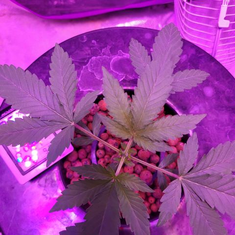 Chocolope  growlog timeline photo