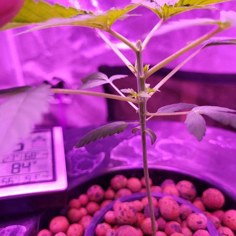 Chocolope  growlog timeline photo