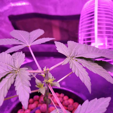 Chocolope  growlog timeline photo