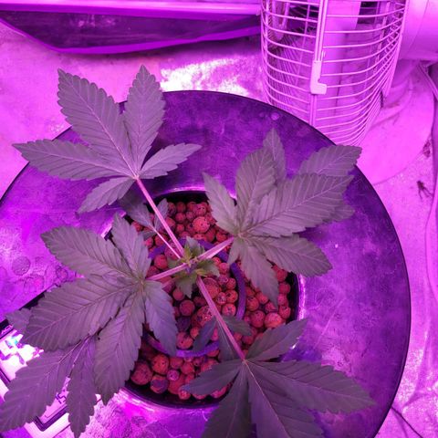 Chocolope  growlog timeline photo