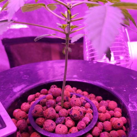 Chocolope  growlog timeline photo