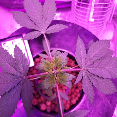 Chocolope  growlog timeline photo