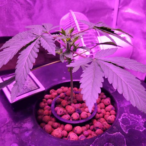 Chocolope  growlog timeline photo