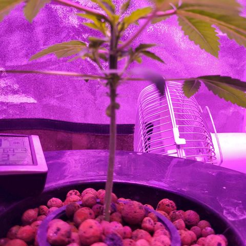 Chocolope  growlog timeline photo